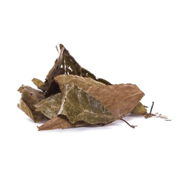 Diplopterys cabrerana